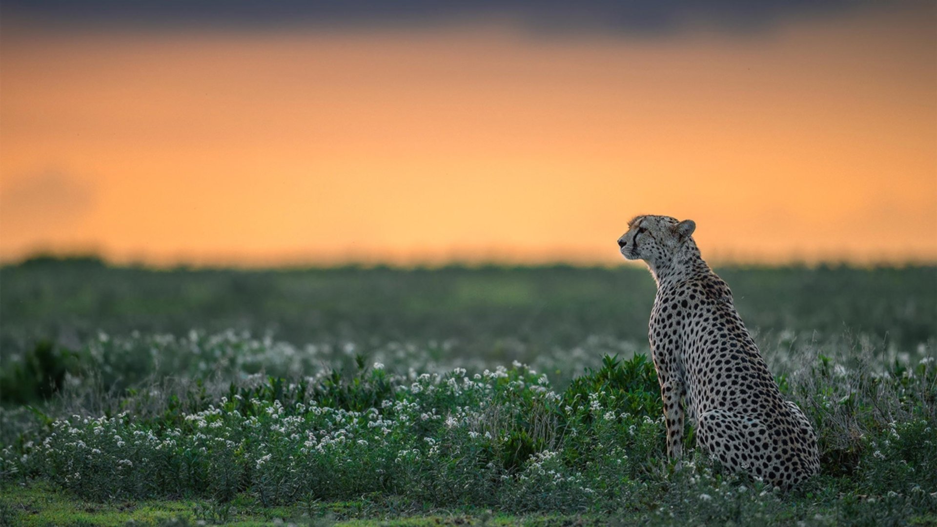 【经典比赛】奥沙利文：逆境中的逆转奇迹，奥沙利文惊天大逆转