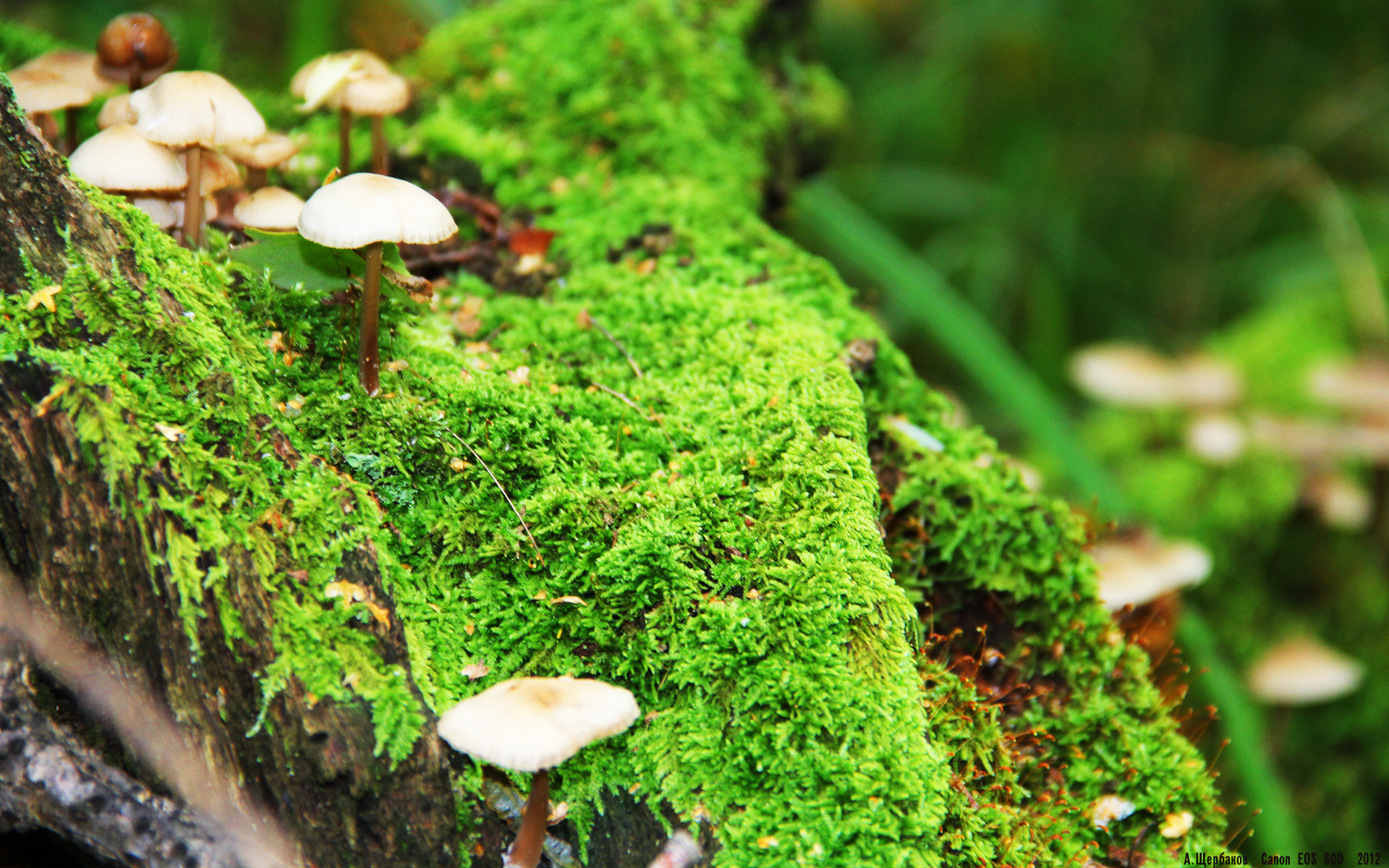 伊朗马术协会开展马匹福利宣传活动,提升公众意识。,伊朗 大马士革