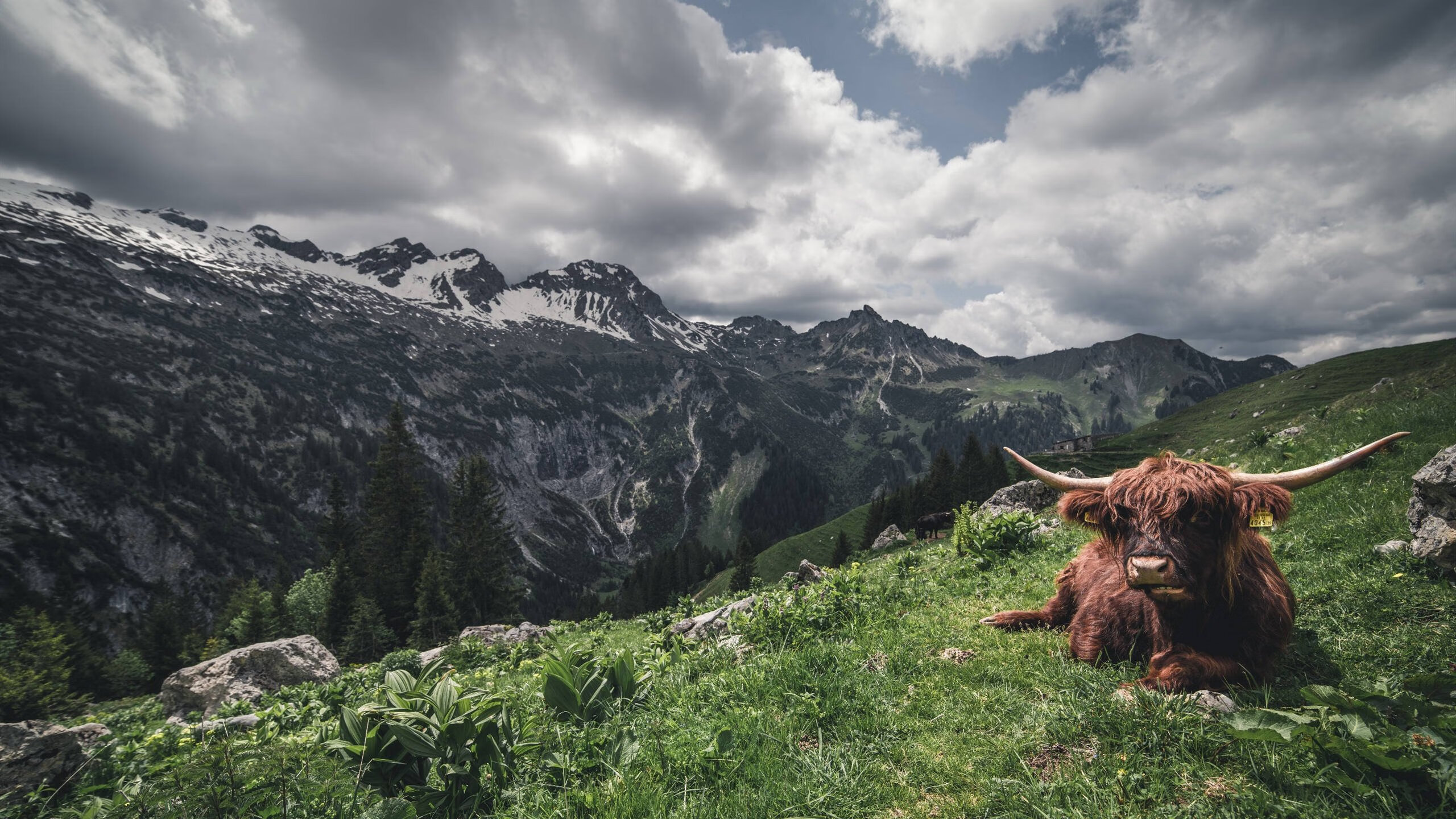 意大利网球选手在男子单打中获得银牌，意大利网球选手在男子单打中获得银牌名单
