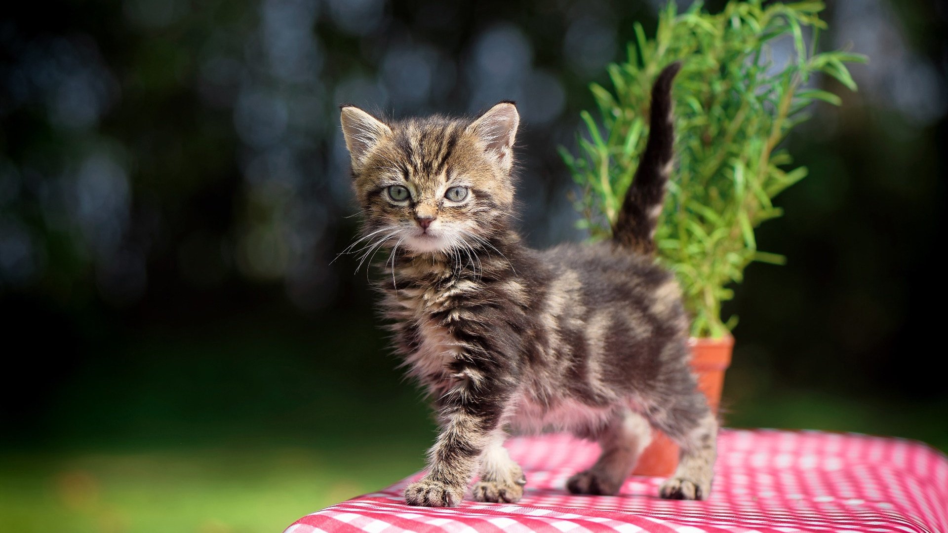 中国篮球新星崭露头角，年轻球员成为关注焦点，中国篮球年轻好苗子